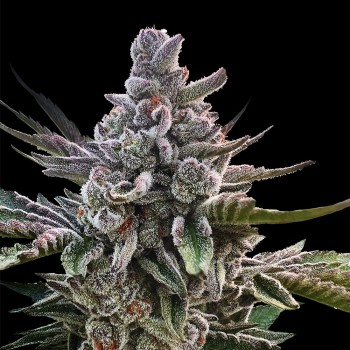 Açai Jelly Hanfsamen Açai Jelly