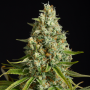 Amnesia Lemon Lemon-Hanfsamen
