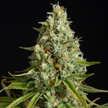 Amnesia Lemon Lemon-Hanfsamen