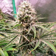 Amnesia Lemon Lemon-Hanfsamen