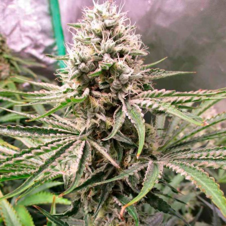 Amnesia Lemon Lemon-Hanfsamen