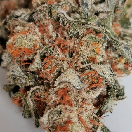 Amnesia Lemon Lemon-Hanfsamen