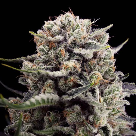 Cannabissamen B-45 BOOBA, feminisiert
