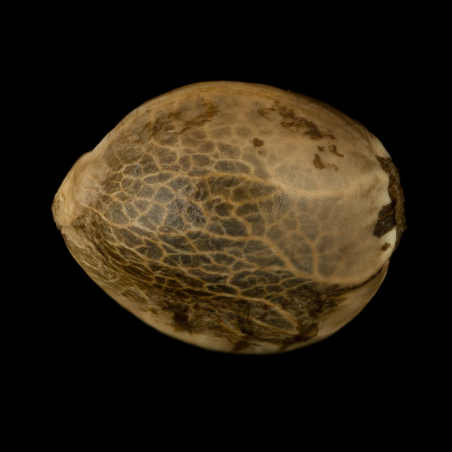 Cookielato