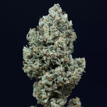 Critical + 2.0 Auto -Cannabissamen