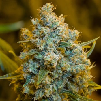 Critical Jack Jack-Hanfsamen