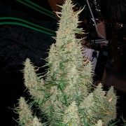 Critical Jack Jack-Hanfsamen