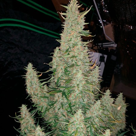 Critical Jack Jack-Hanfsamen