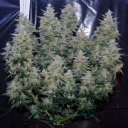 Critical Jack Jack-Hanfsamen