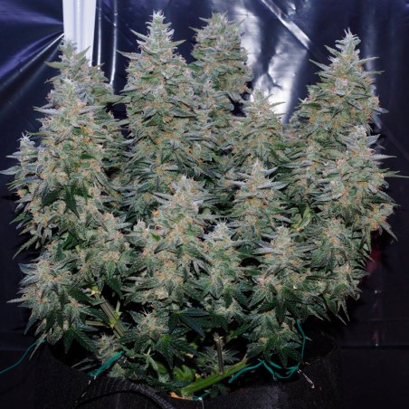 Critical Jack Jack-Hanfsamen