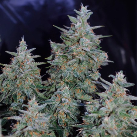 Critical Jack Jack-Hanfsamen