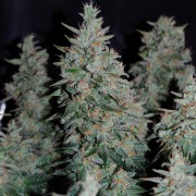 Critical Jack Jack-Hanfsamen