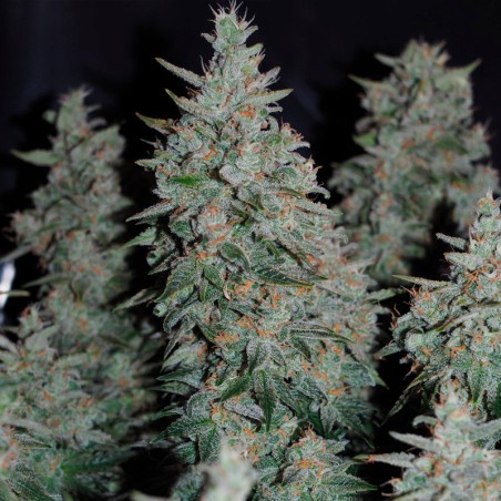 Critical Jack Jack-Hanfsamen