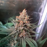 Critical Jack Jack-Hanfsamen