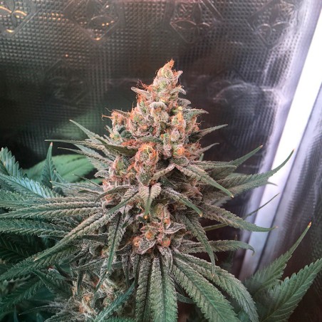 Critical Jack Jack-Hanfsamen