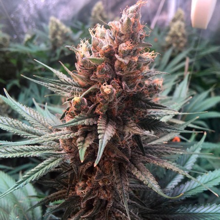 Critical Jack Jack-Hanfsamen