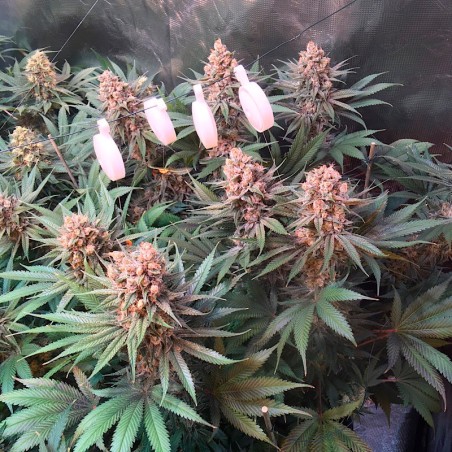 Critical Jack Jack-Hanfsamen