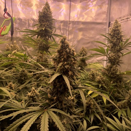 Critical Jack Jack-Hanfsamen