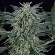 Critical Jack Auto Cannabissamen