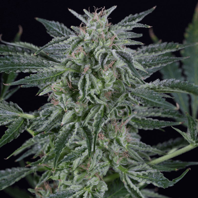Critical Jack Auto - 5 Samen
