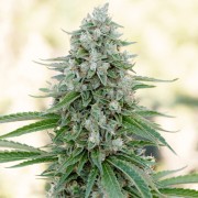 Feminisiertes Premium-Cannabissamen mit Indica-Dominanz
