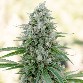 Feminisiertes Premium-Cannabissamen mit Indica-Dominanz