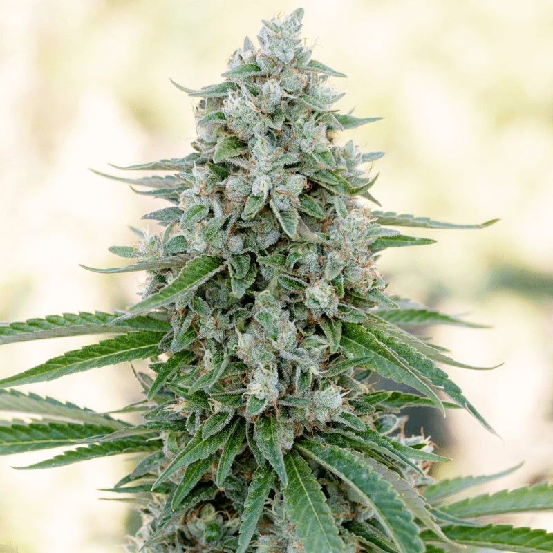 Critical Mango - 10 Samen
