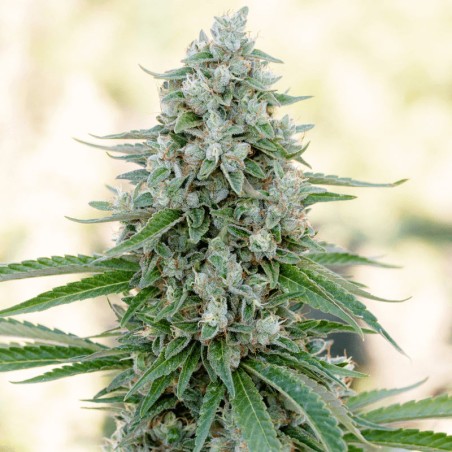 Feminisiertes Premium-Cannabissamen mit Indica-Dominanz