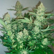 Feminisiertes Premium-Cannabissamen mit Indica-Dominanz