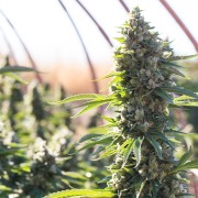 Feminisiertes Premium-Cannabissamen mit Indica-Dominanz
