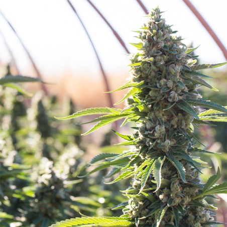 Feminisiertes Premium-Cannabissamen mit Indica-Dominanz