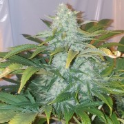 Feminisiertes Premium-Cannabissamen mit Indica-Dominanz