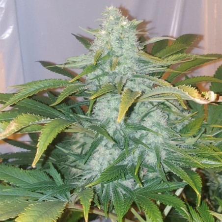 Feminisiertes Premium-Cannabissamen mit Indica-Dominanz
