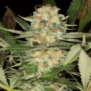 Feminisiertes Premium-Cannabissamen mit Indica-Dominanz