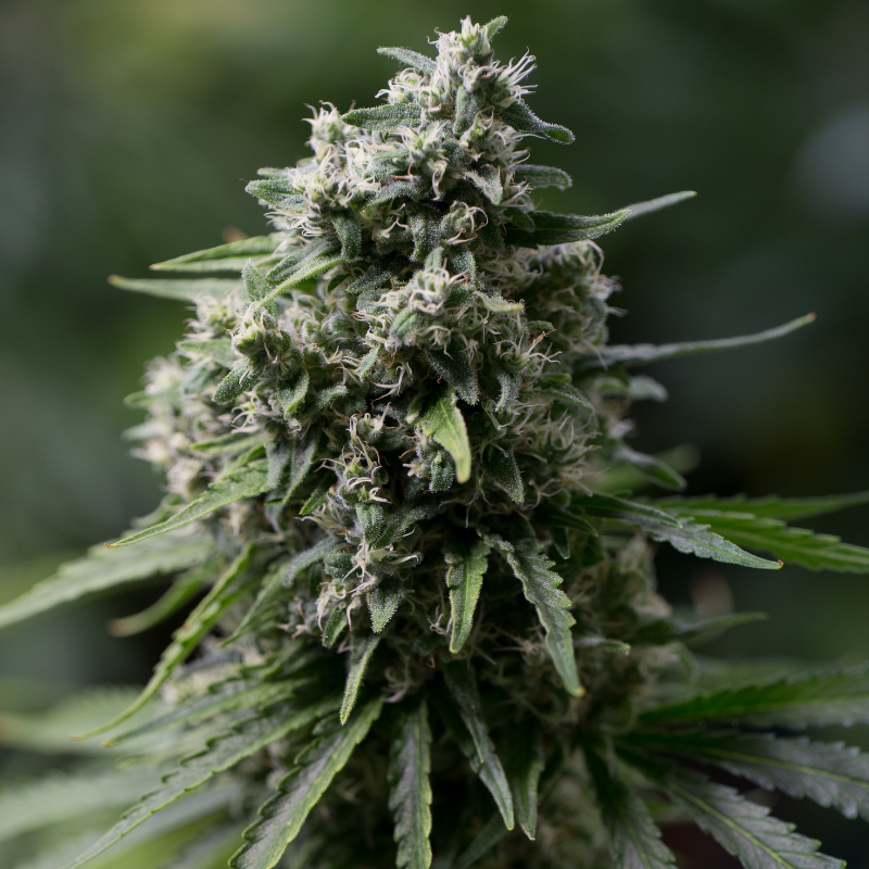 Critical+ 2.0 – 25 Samen
