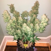Indica-dominante Cannabis-Hybride