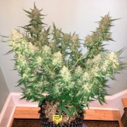 Indica-dominante Cannabis-Hybride