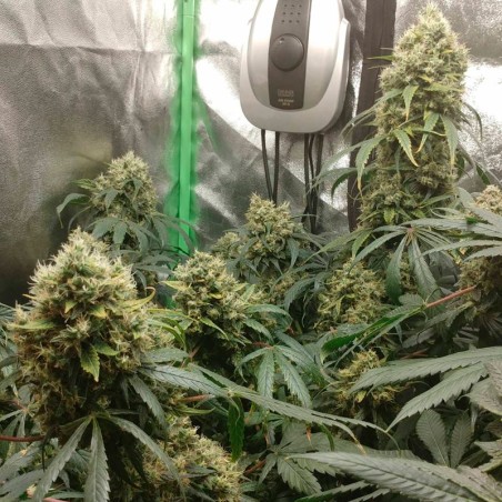 Indica-dominante Cannabis-Hybride