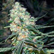 Indica-dominante Cannabis-Hybride