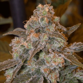 Feminisiertes Premium-Cannabissamen mit Indica-Dominanz