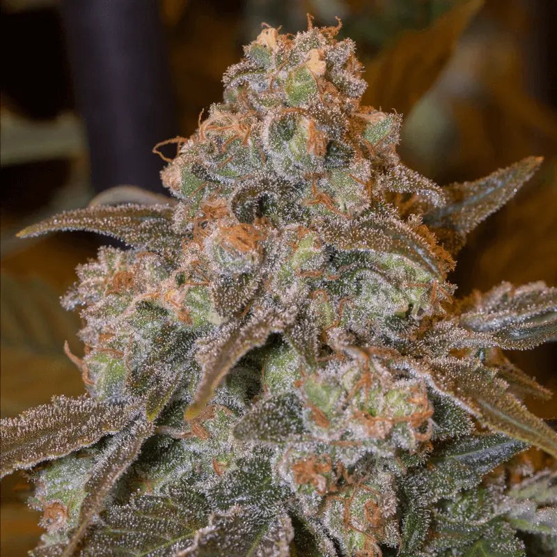 Gorilla Frost - 10 Samen