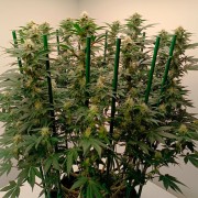 Feminisiertes Premium-Cannabissamen mit Indica-Dominanz