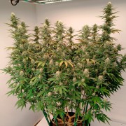 Feminisiertes Premium-Cannabissamen mit Indica-Dominanz