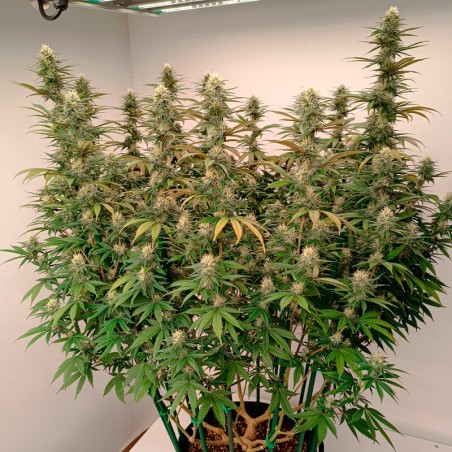Feminisiertes Premium-Cannabissamen mit Indica-Dominanz