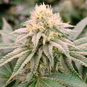 Feminisiertes Premium-Cannabissamen mit Indica-Dominanz