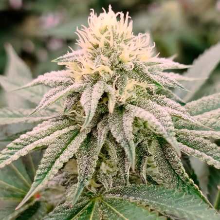Feminisiertes Premium-Cannabissamen mit Indica-Dominanz