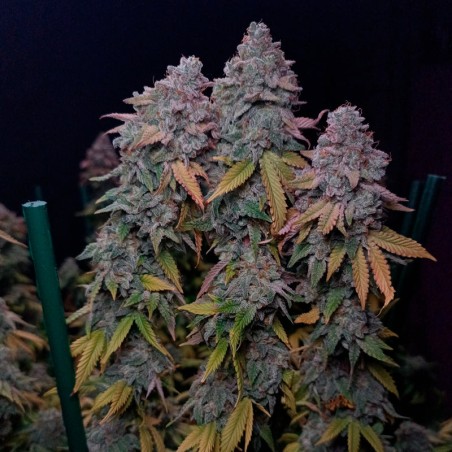 Feminisiertes Premium-Cannabissamen mit Indica-Dominanz
