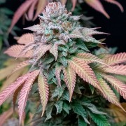 Feminisiertes Premium-Cannabissamen mit Indica-Dominanz