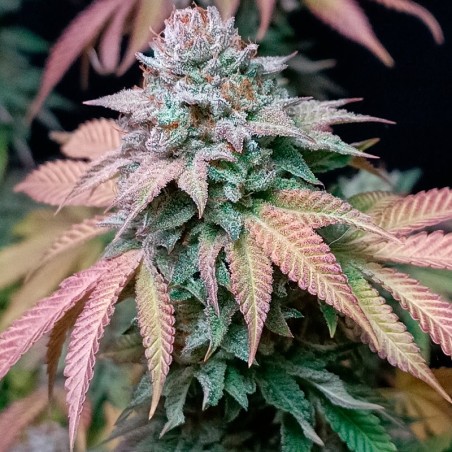 Feminisiertes Premium-Cannabissamen mit Indica-Dominanz