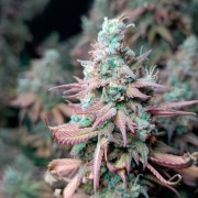 Feminisiertes Premium-Cannabissamen mit Indica-Dominanz